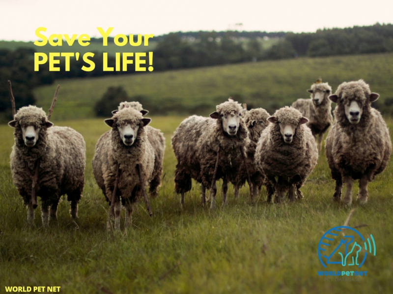 Registrering i WPN av ID-merkede kjæledyr av rasen